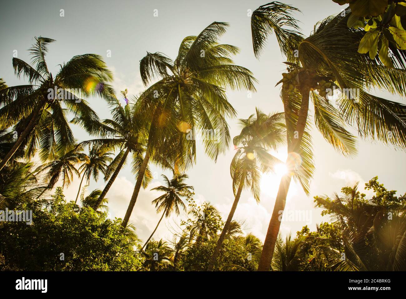 Palmen am Strand, Morro de sao paulo, Brasilien, Südamerika Stockfoto