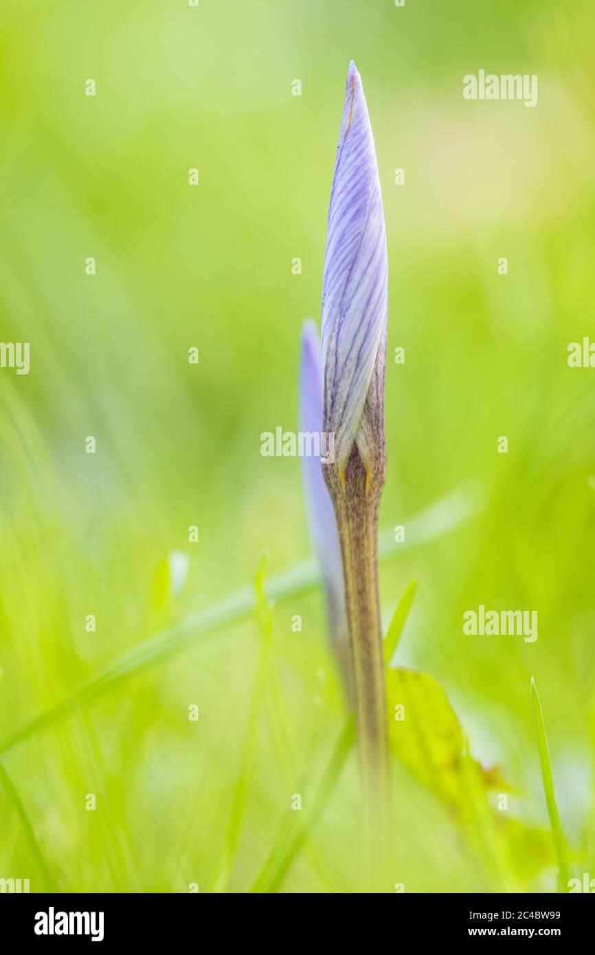 Herbstcrocus, Bieberstein-Crocus (Crocus speciosus), im Knospen, auf einer Wiese, Niederlande Stockfoto