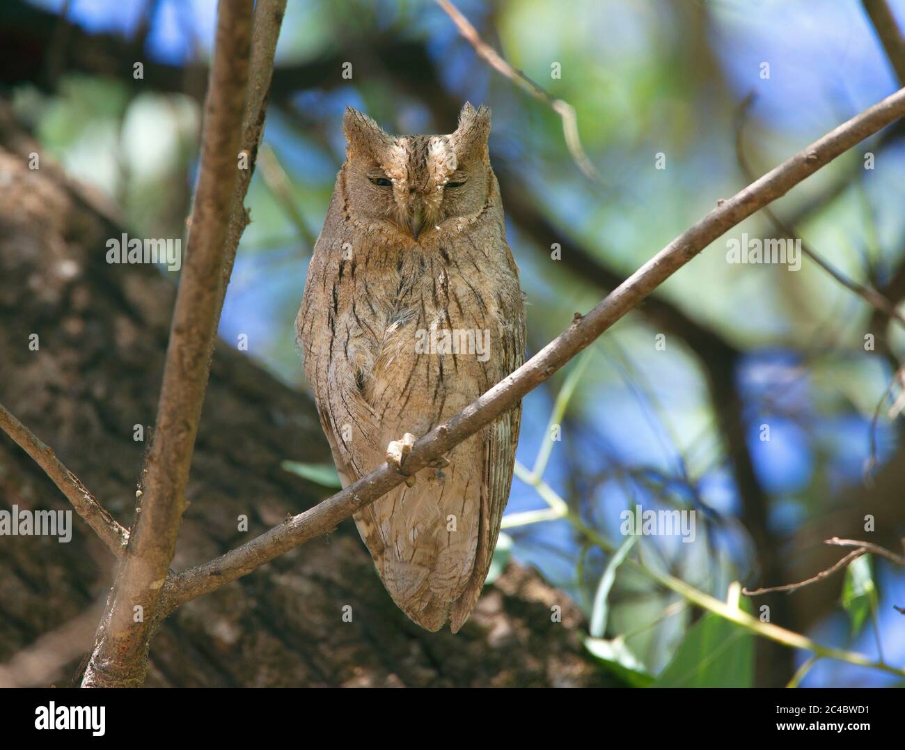 Pallid scops Eule (Otus brucei), brütend auf einem Ast auf einem Baum, Vorderansicht, Türkei, Birecik Stockfoto