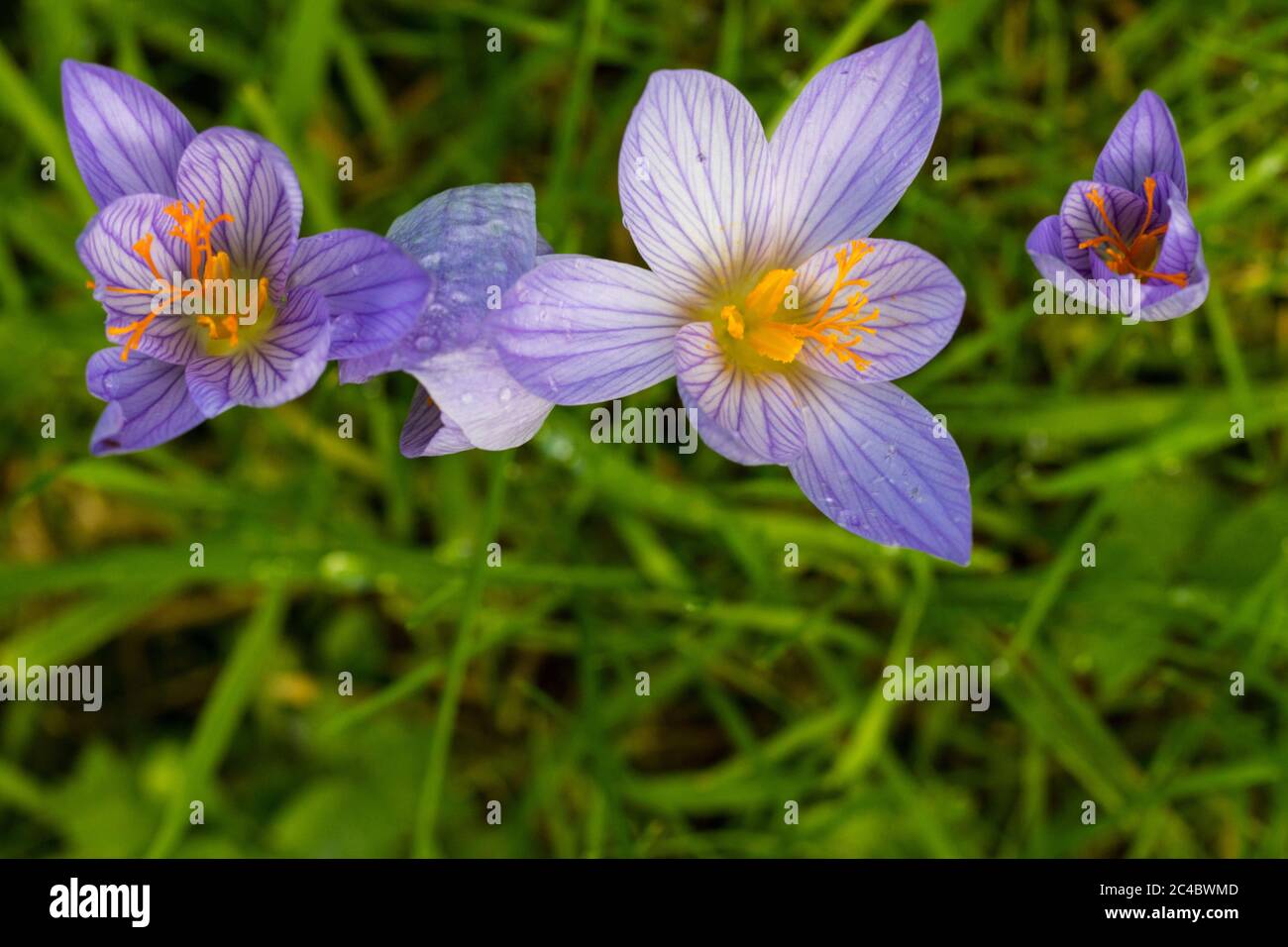 Herbstcrocus, Bieberstein-Crocus (Crocus speciosus), blühend auf einer Wiese, Niederlande Stockfoto
