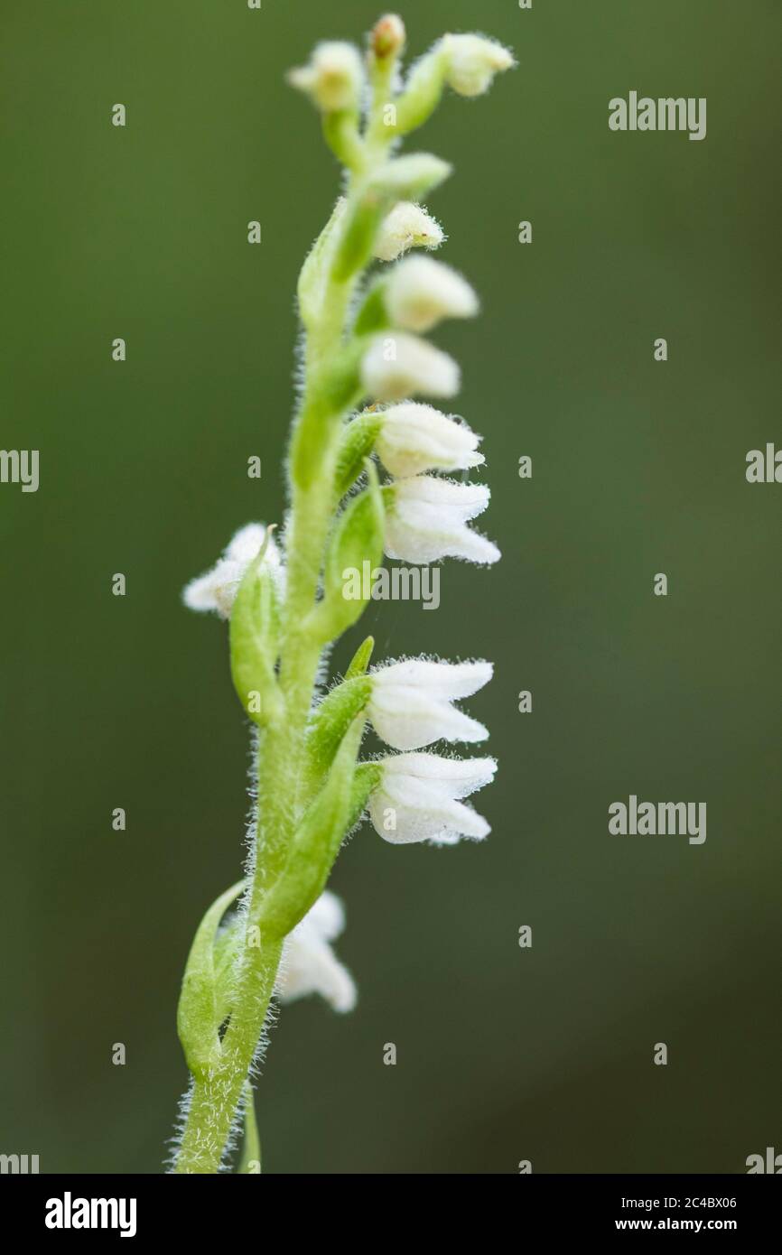 Schleichende Damentränen, Zwergrattlesnake-Wegerich (Goodyera repens, Satyrium repens), Blumen, Niederlande, Drenthe, Norg Stockfoto