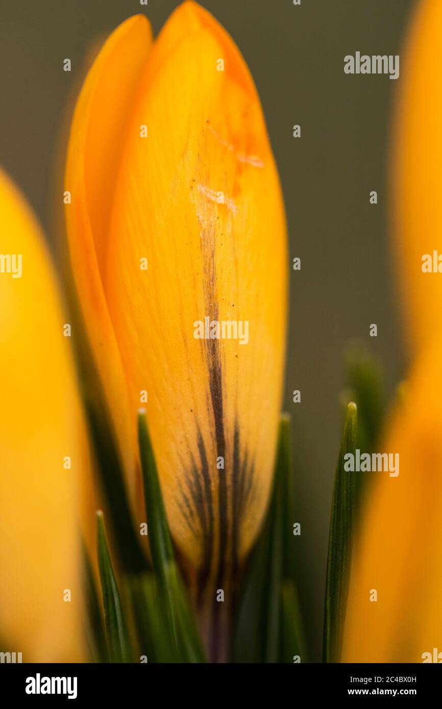 Gelber Krokus (Crocus spec.), Blume, Niederlande Stockfoto