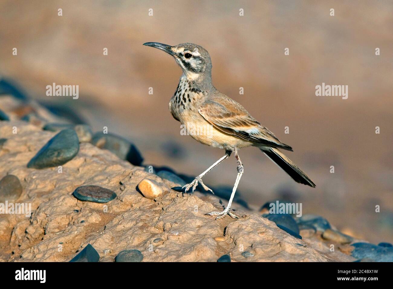 Wiedeherche, zweibeinige Lerche (Alaemon alaudipes, Alaemon alaudipes alaudipes), auf einem sandigen Hügel stehend, Seitenansicht, Marokko Stockfoto