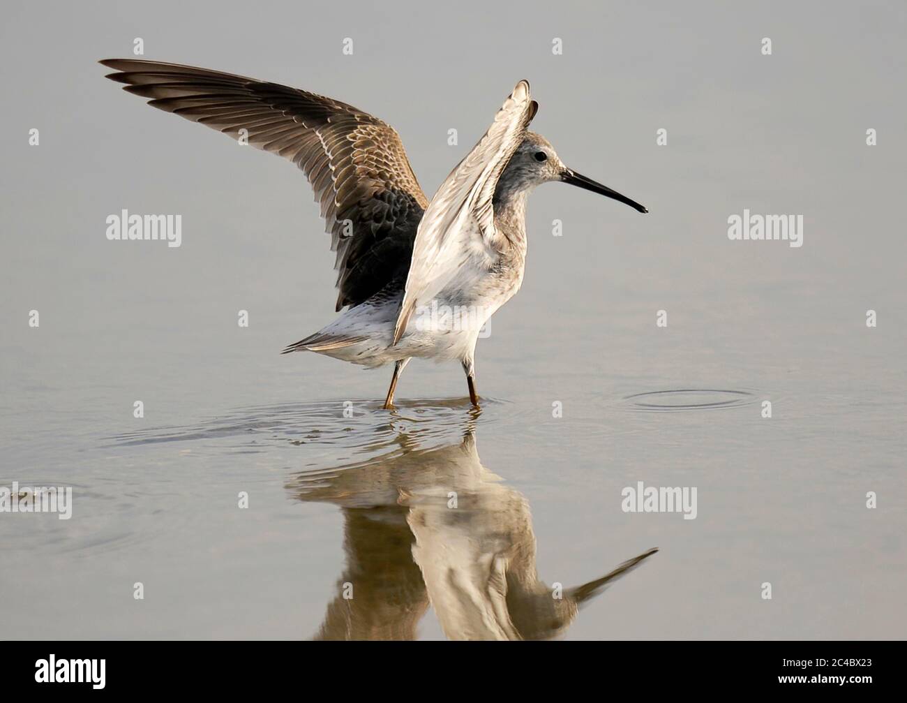 Stelzenläufer (Micropalama himantopus), nicht-brütende Erwachsene watend in flachen Wasser Spreizung Flügel, Puerto Rico, Cabo Rojo Salt Flats National Wildlife Refuge, Cabo Rojo Stockfoto