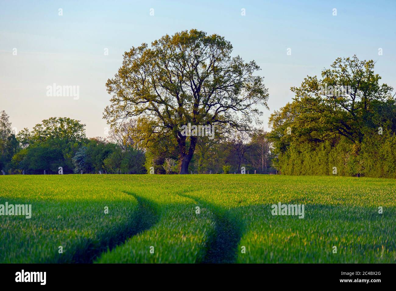 Hummelsbüttel Anwesen mit alten Eichen, Deutschland, Hamburg Stockfoto