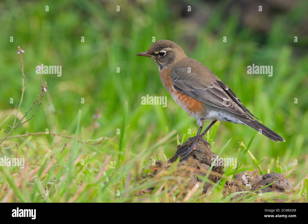 Amerikanischer Rotkehlchen (Turdus migratorius), Erstwinterer amerikanischer Robin, im Herbst aus Nordamerika, Portugal, Azoren, Corvo Island Stockfoto