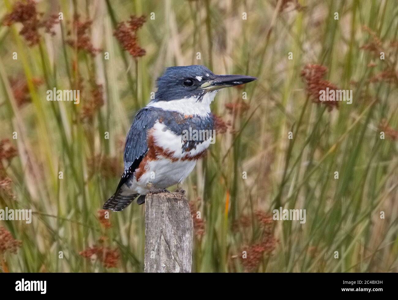 eisvogel mit gürtel (Megaceryle alcyon, Ceryle alcyon), Weibchen auf einem Holzpfosten sitzend, Seitenansicht, Azoren, Terceira Stockfoto