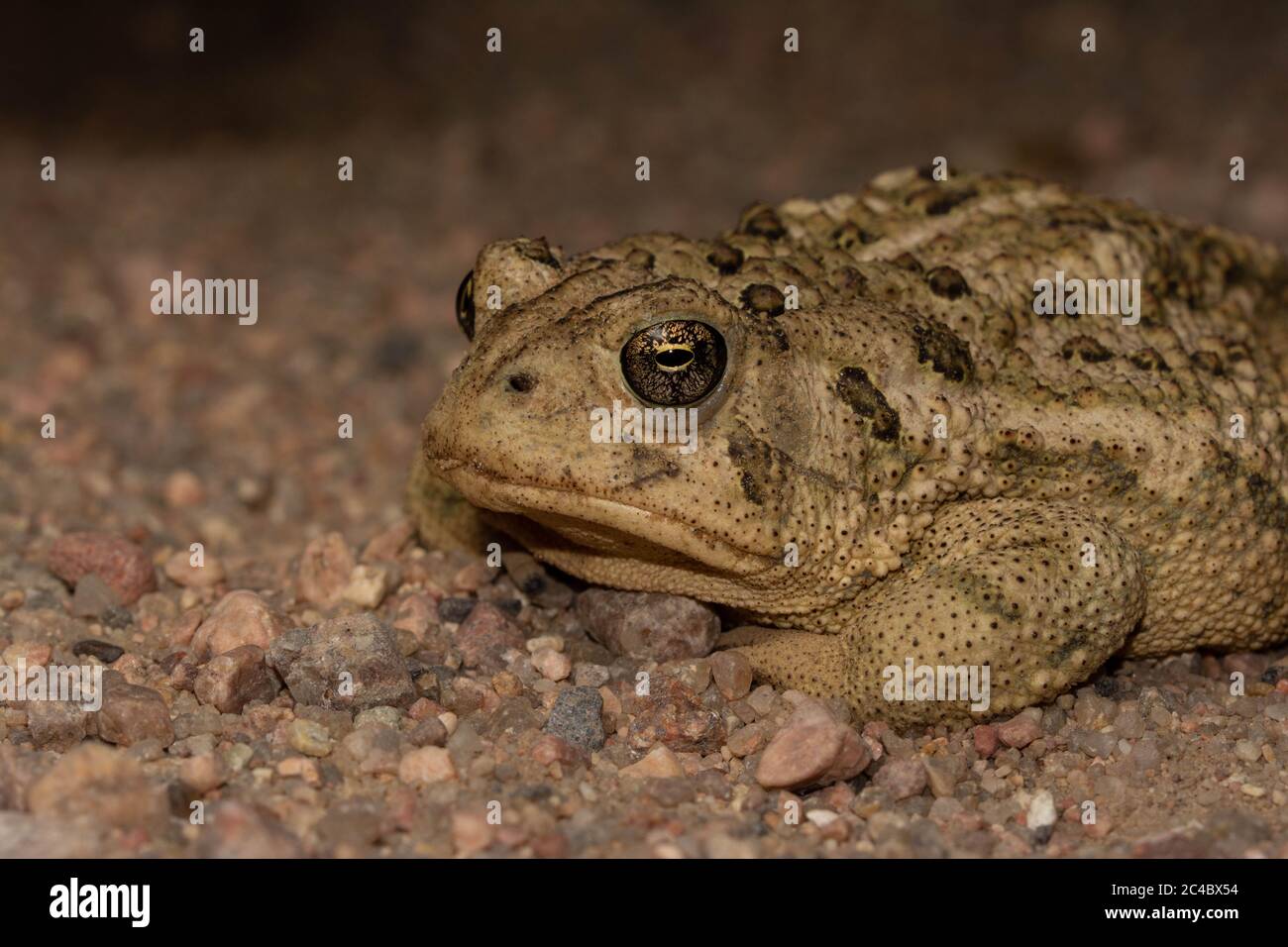 Rocky Mountain Toad (Anaxyrus W. woodhousii) aus Morgan County, Colorado, USA. Stockfoto