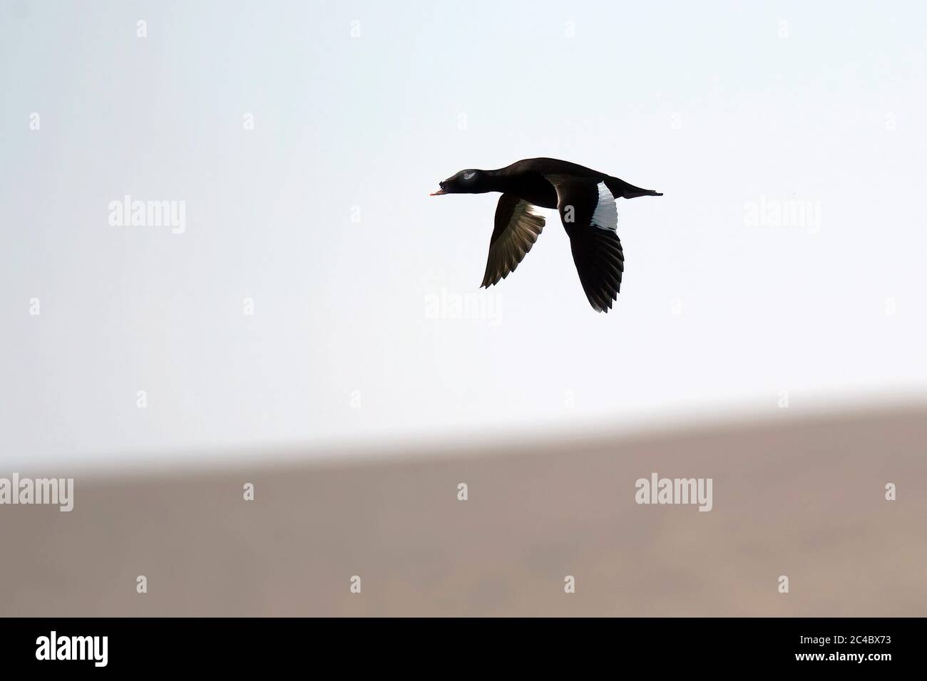 Sibirischer Schotte, Weißflügeliger Schotte (Melanitta stejnegeri), Erwachsener Mann im Flug, Mongolei, Ugii Nuur Stockfoto