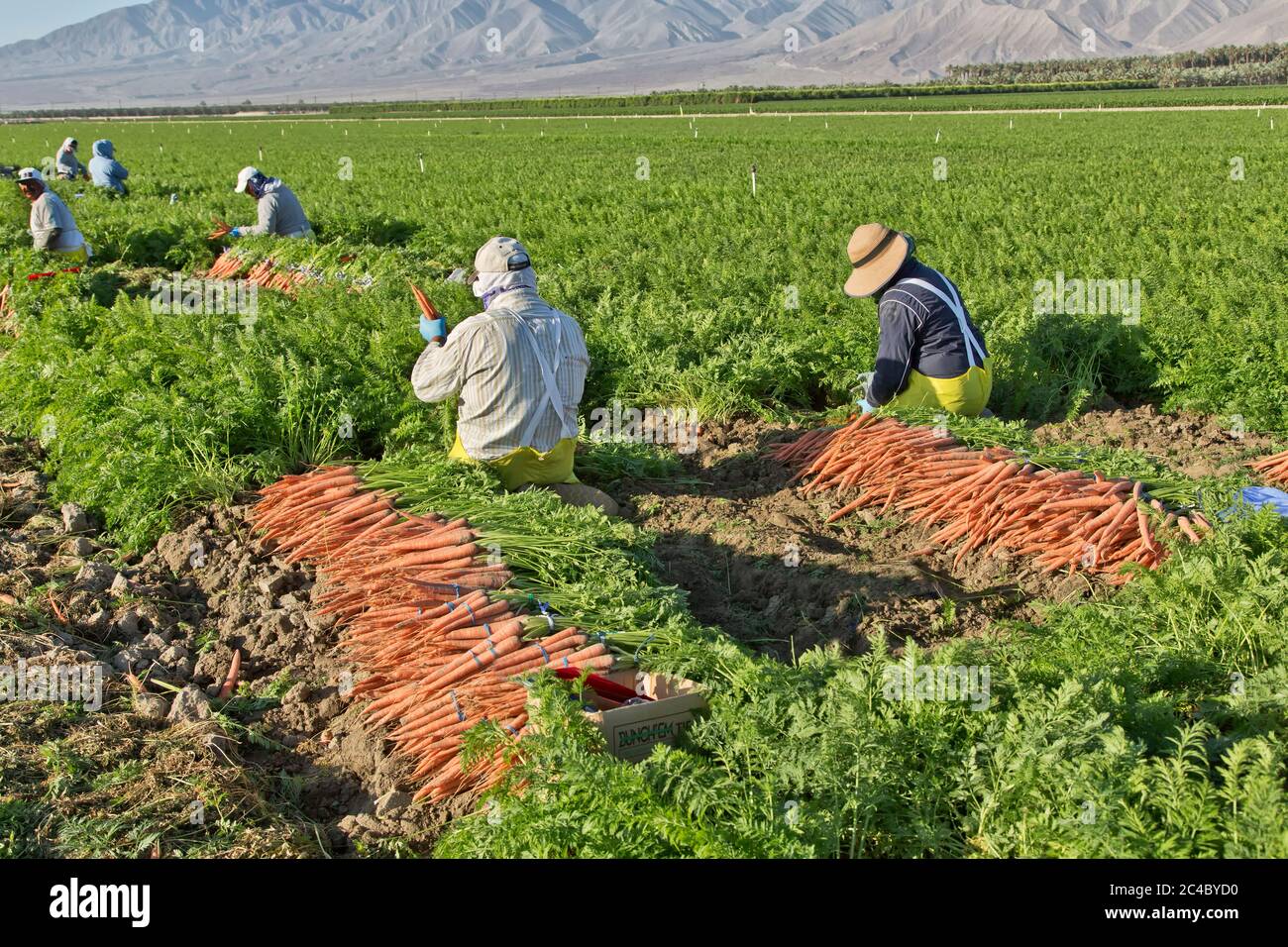 Hispanische Landarbeiter ernten Bio-Karottenfeld 'Daucus carota', Dattelpalmenplantage in der Ferne, Coachella Valley. Stockfoto