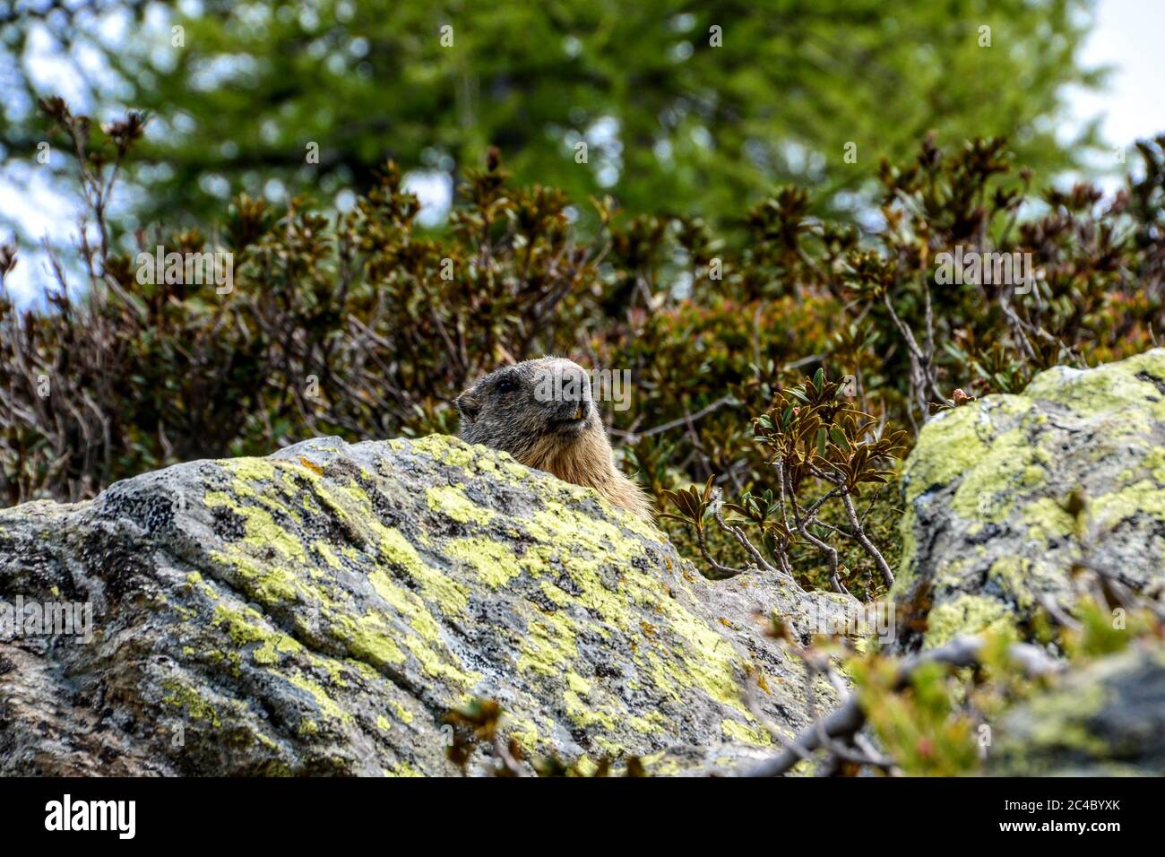 Marmotta Stockfoto