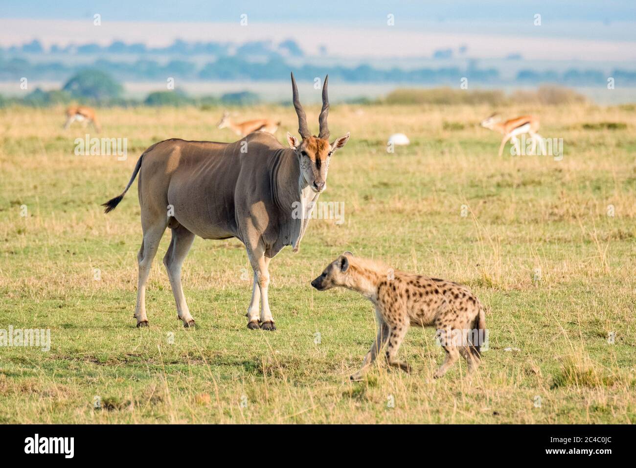 Gemeiner Estrich, südlicher Eseland oder Eselantilope, Taurotragus oryx, Stier, mit Blick auf gefleckte Hyäne, oder lachende Hyäne, Crocuta crocuta, Maasai Mara National Stockfoto