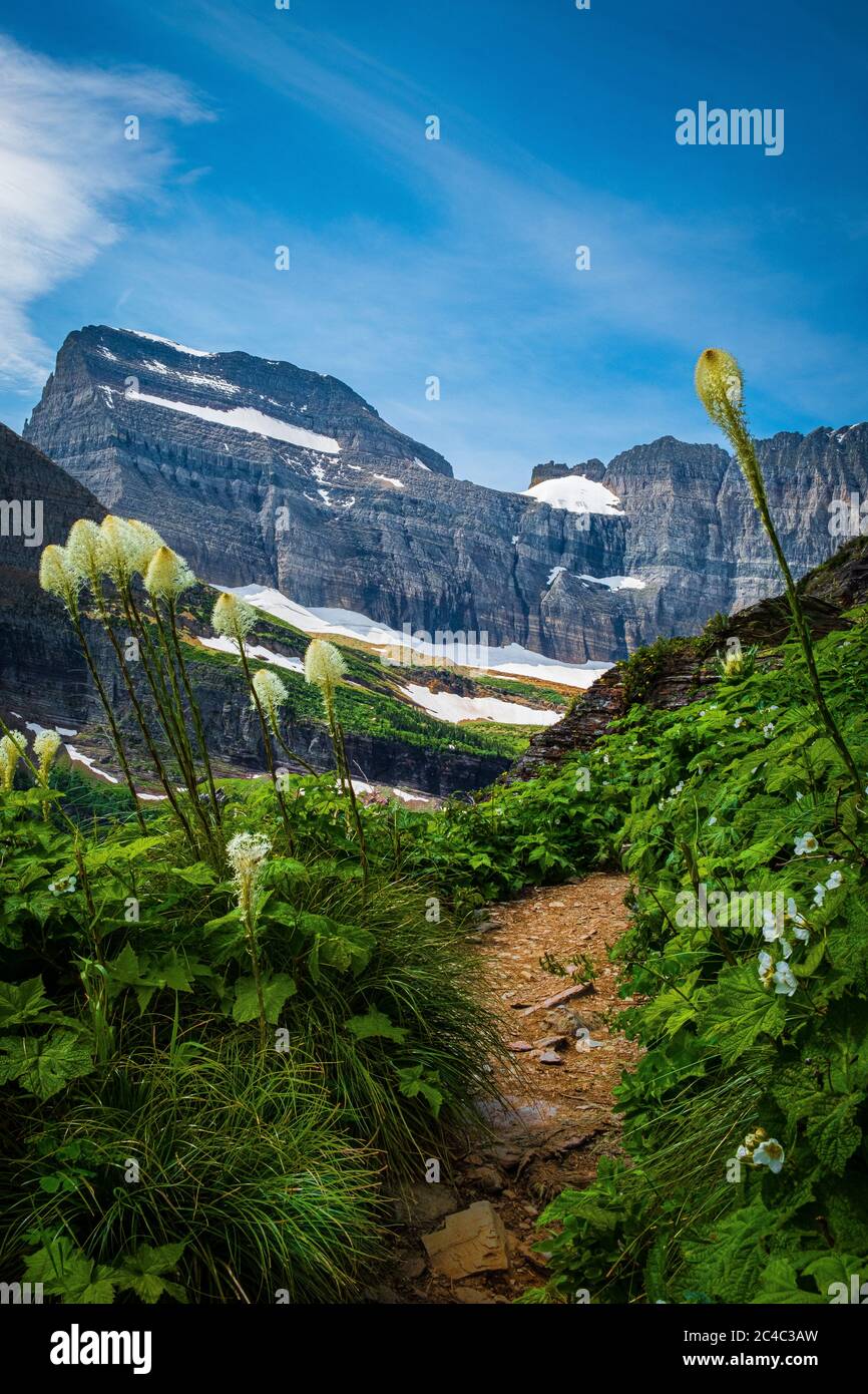 2611 EIN atemberaubender ausblick auf den Grinnell Glacier Trail, während die Berge vor sich aufsteigen und Wildblumen an den Seiten säumen - Glacier National Park, Montana Stockfoto