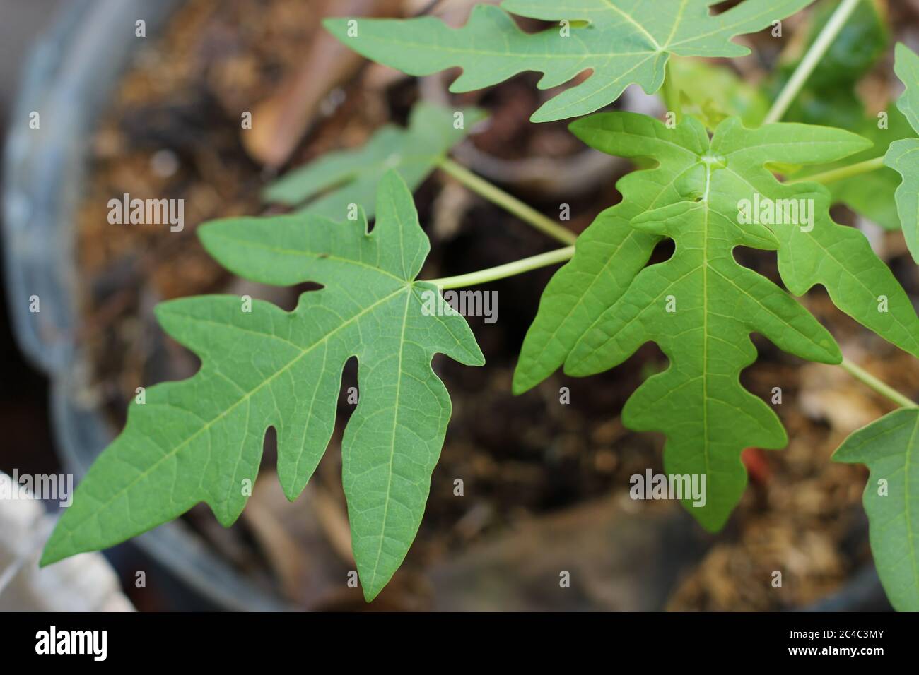 Schönes Blatt von Carica Papaya in Bio-Garten Stockfoto