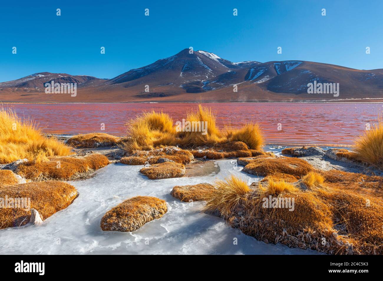 Ufer der Laguna Colorada (Rote Lagune) mit Andengras und Eis im Winter, Uyuni-Salzwüste, Bolivien. Stockfoto