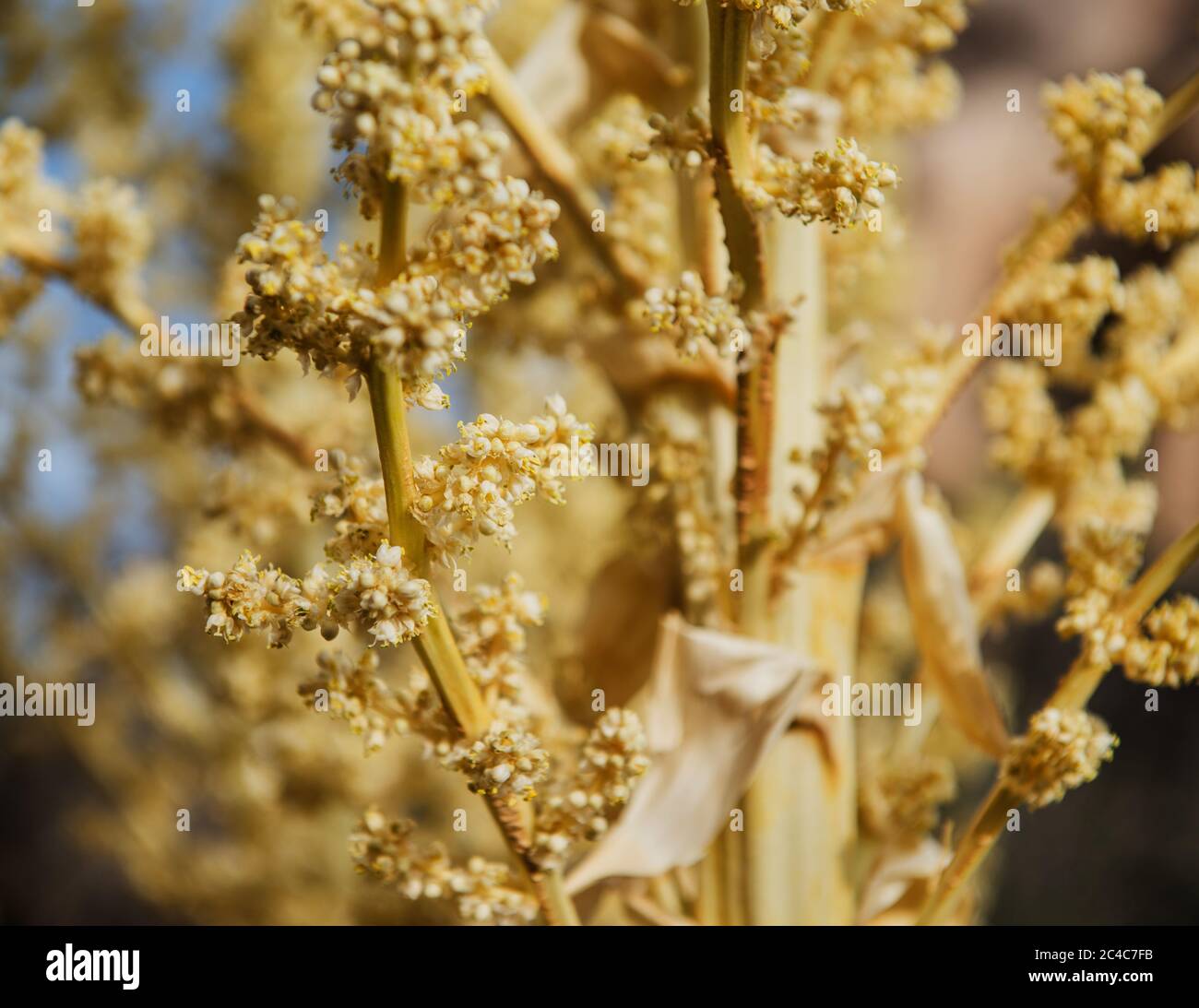 Nahaufnahme von Blumen, Joshua Tree National Park, Kalifornien Stockfoto