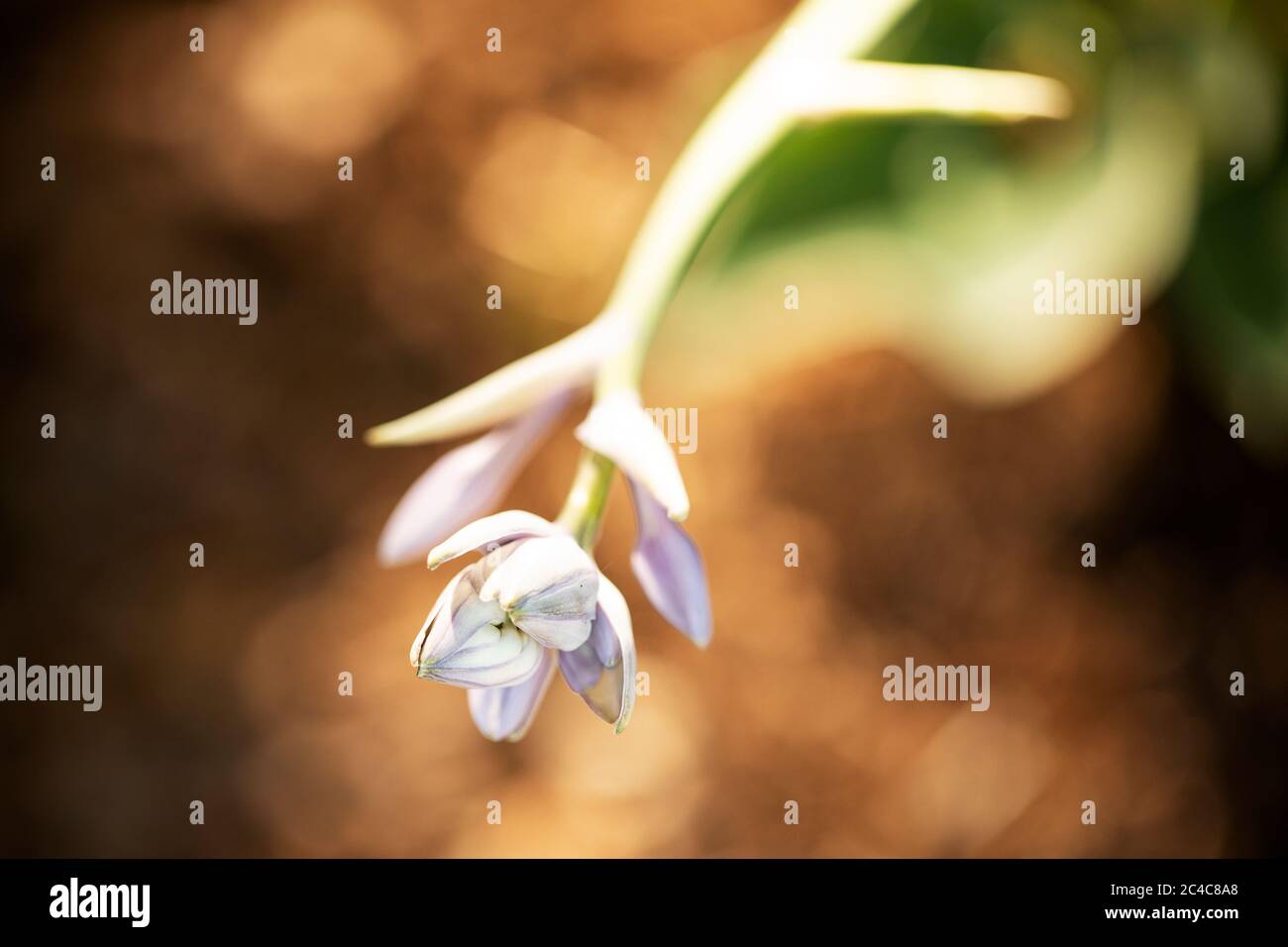 Die Blüte einer Sagae hosta (Kochelilie) in der Familie der Liliaceae, die im Sommer wächst. Stockfoto