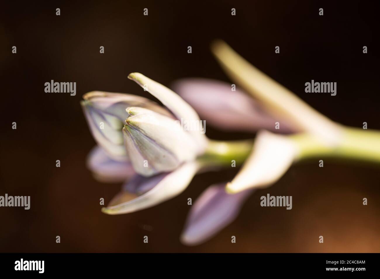 Die Blüte einer Sagae hosta (Kochelilie) in der Familie der Liliaceae, die im Sommer wächst. Stockfoto