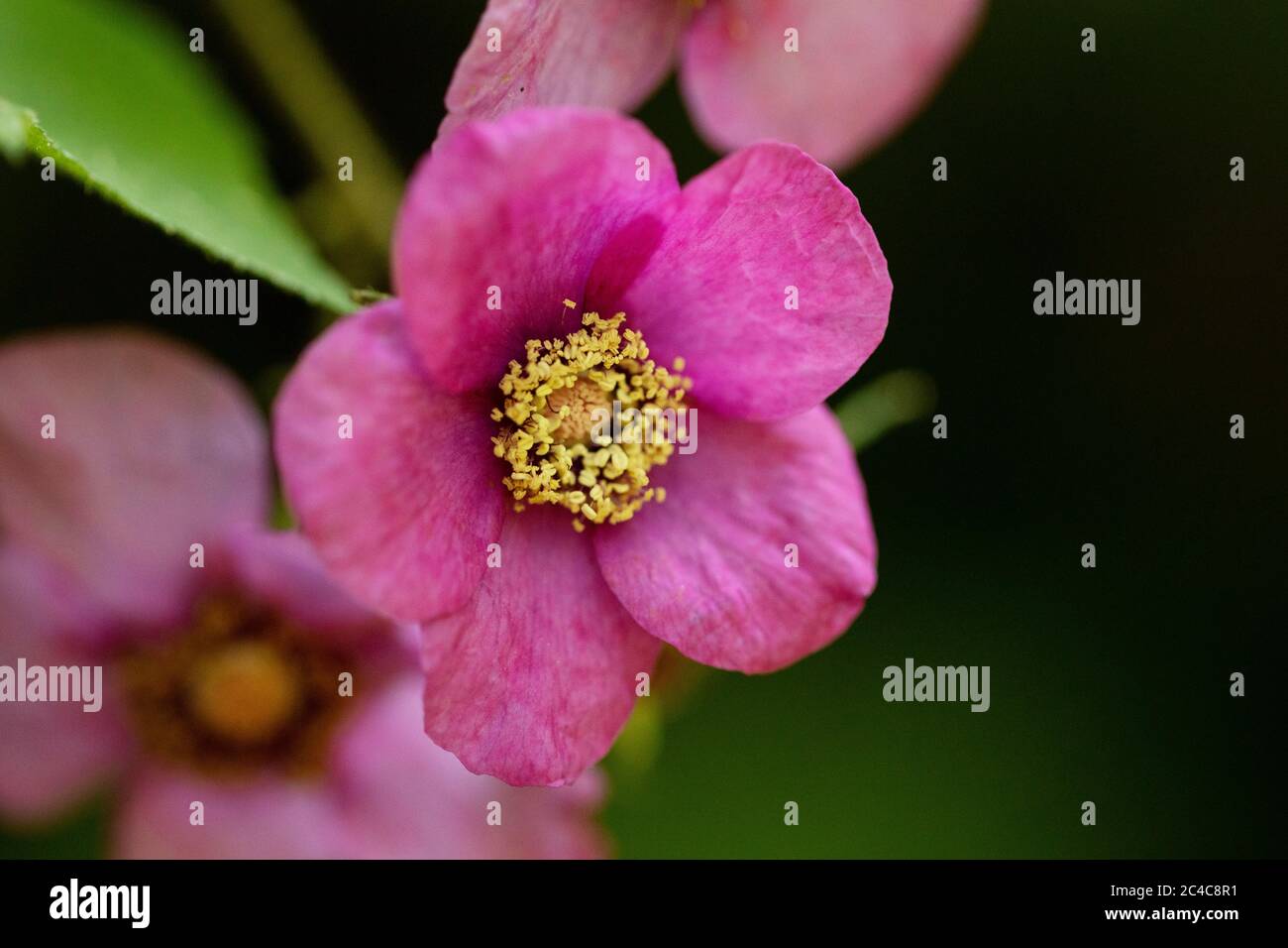 Im Sommer wächst die Wildrose (Rosa acicularis) in den Wäldern. Stockfoto