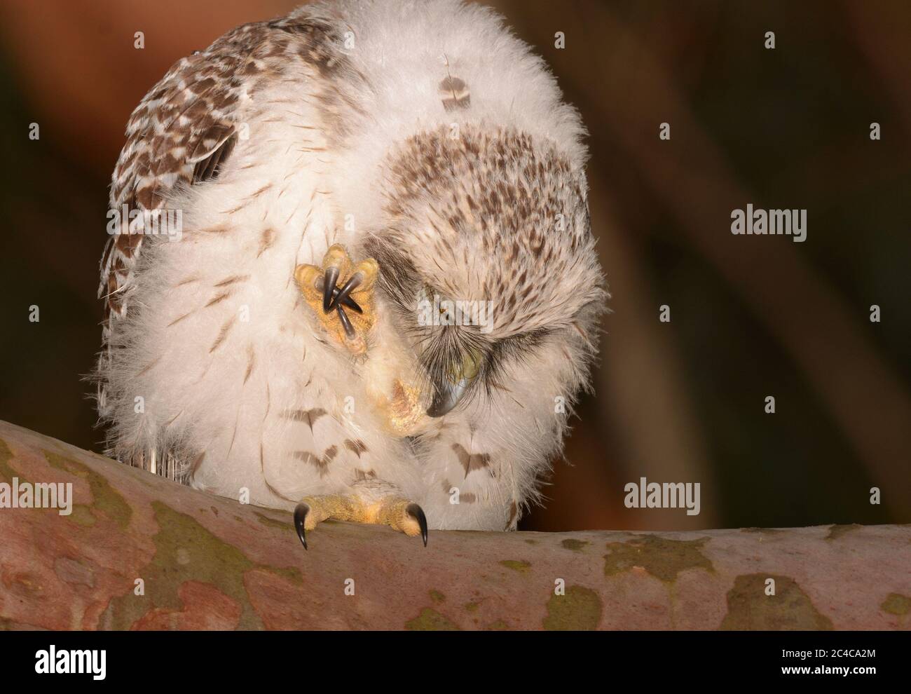 Die mächtige Eule (Ninox strainua), die in NSW Australien ihre Federn aufreibt Stockfoto
