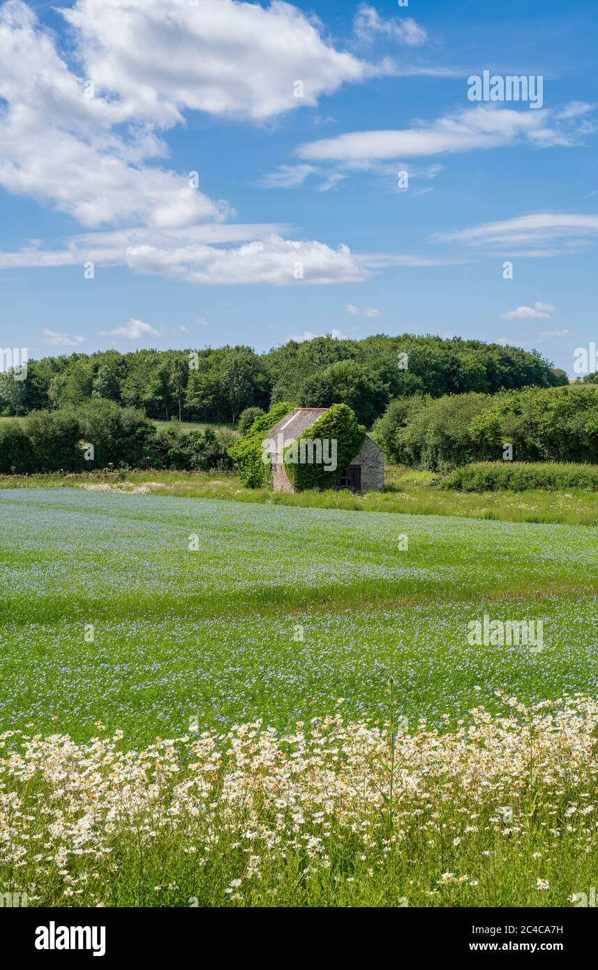 Scheune in einem Leinsamenfeld in der cotswold Landschaft. Cotswolds, Gloucestershire, England Stockfoto