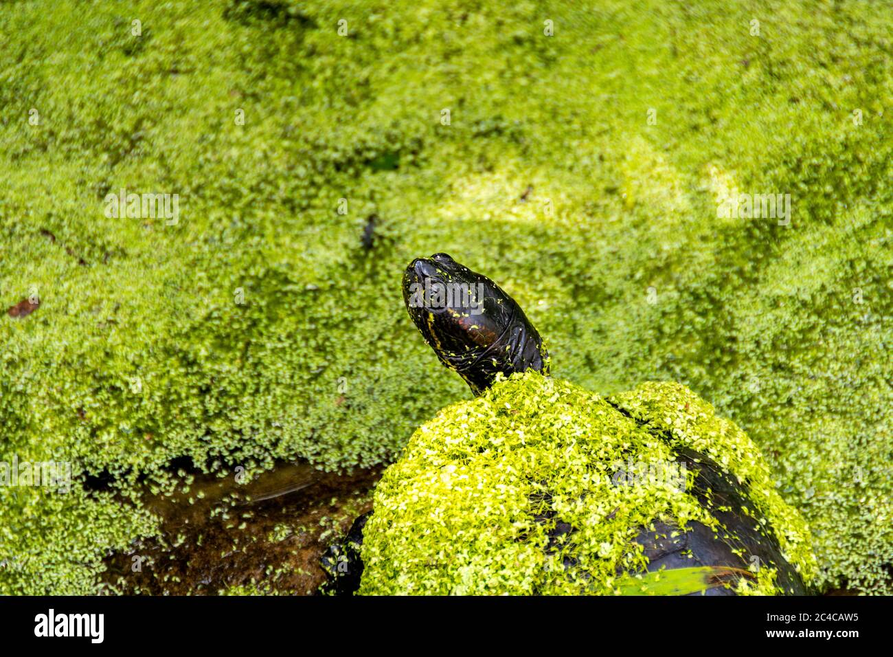 Rotohrige Schildkröte mit grünen Entenkraut in einem Teich in einer natürlichen Umgebung bedeckt. Nahaufnahme von Kopf und Augen. Stockfoto