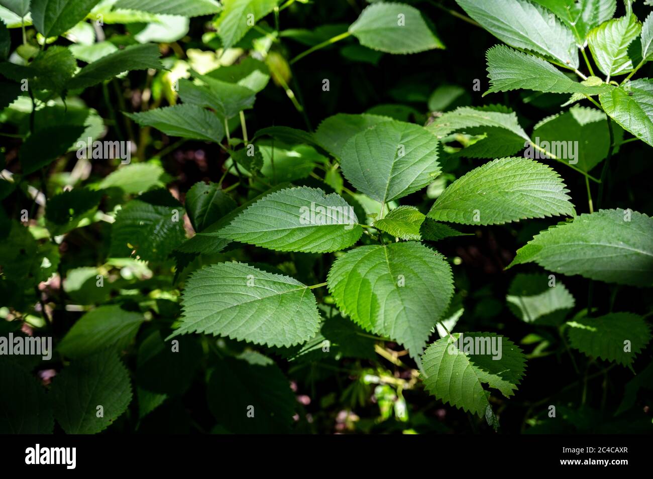 Die Brennnessel ist eine Staude mit scharfen Stacheln, die eine Hautausschlag-Reaktion verursachen. Stockfoto