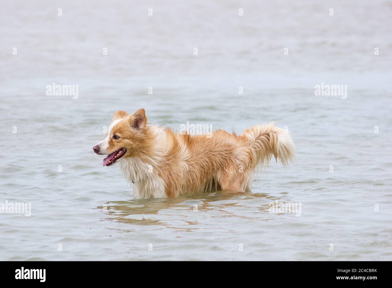 Fröhlicher australischer Rotborder-Collie, der am Strand läuft Stockfoto