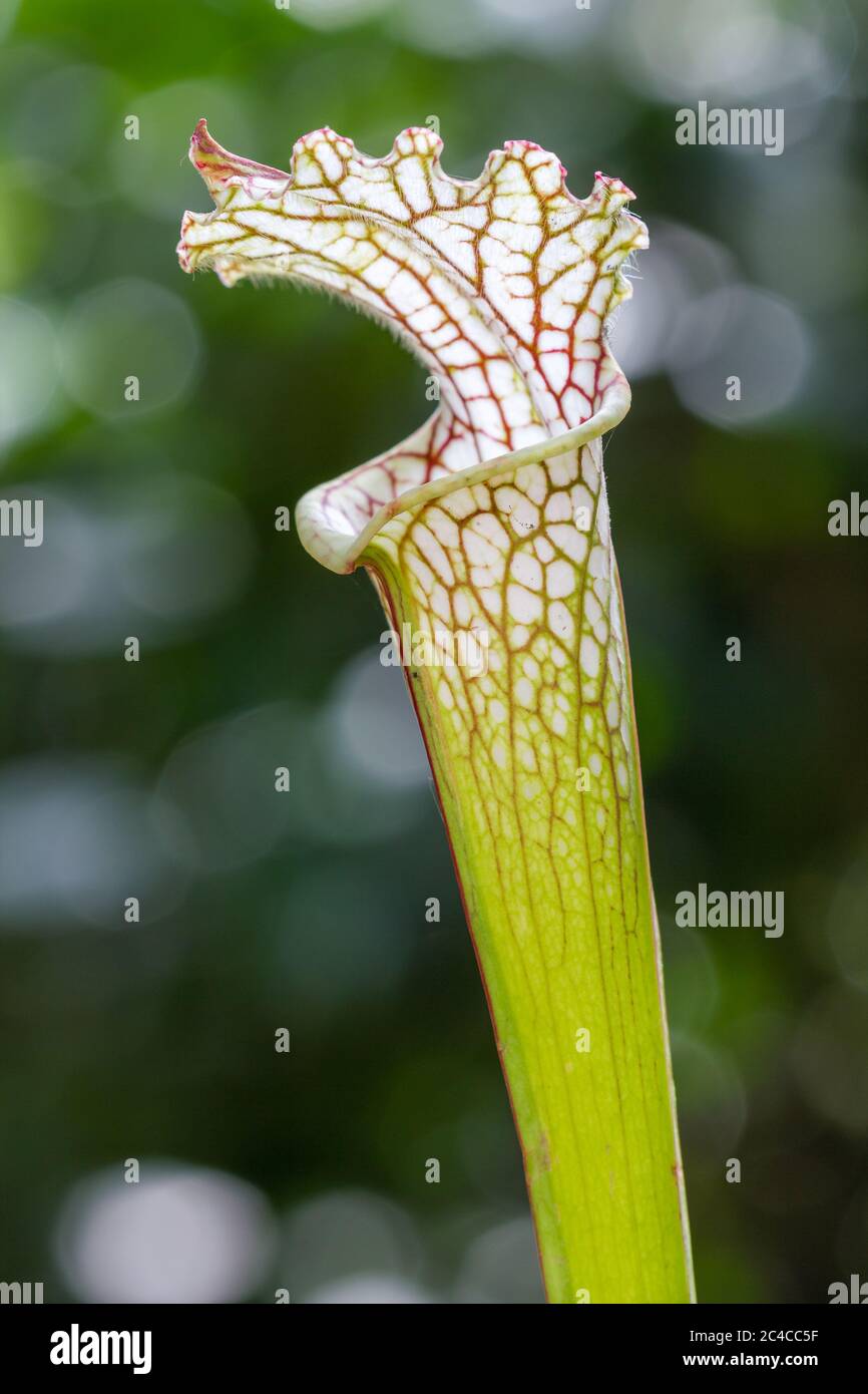 Falle einer weißen Krug-Pflanze (Sarracenia leucophylla). Eine fleischfressende Pflanze endemisch in Sümpfen und Sümpfen der südöstlichen Vereinigten Staaten von Amerika. Stockfoto