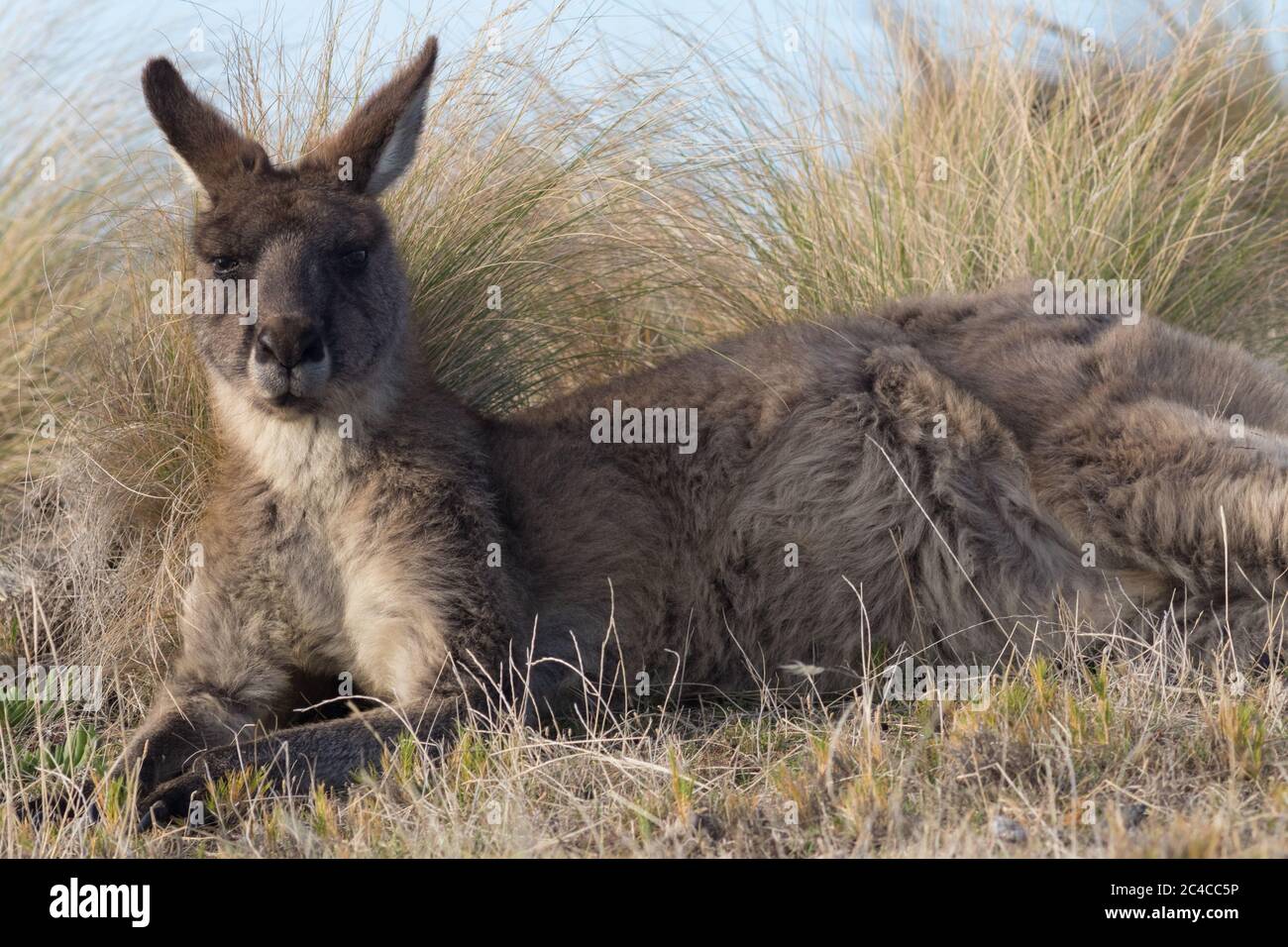 Östliches graues Känguru (Macropus giganteus), das zwischen einheimischem Gras liegt. Maria Island, Tasmanien, Australien. Stockfoto
