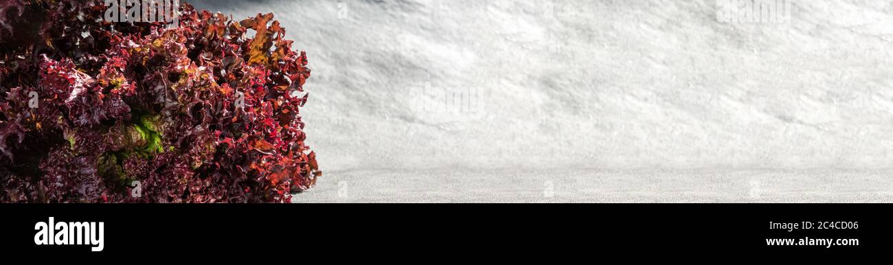 Frischer Kopfsalat mit strukturierten, leuchtend roten Blättern und grüner Mitte. Horizontales Banner mit grauem Hintergrund und großem Kopierbereich. Gesunde Ernährung Stockfoto