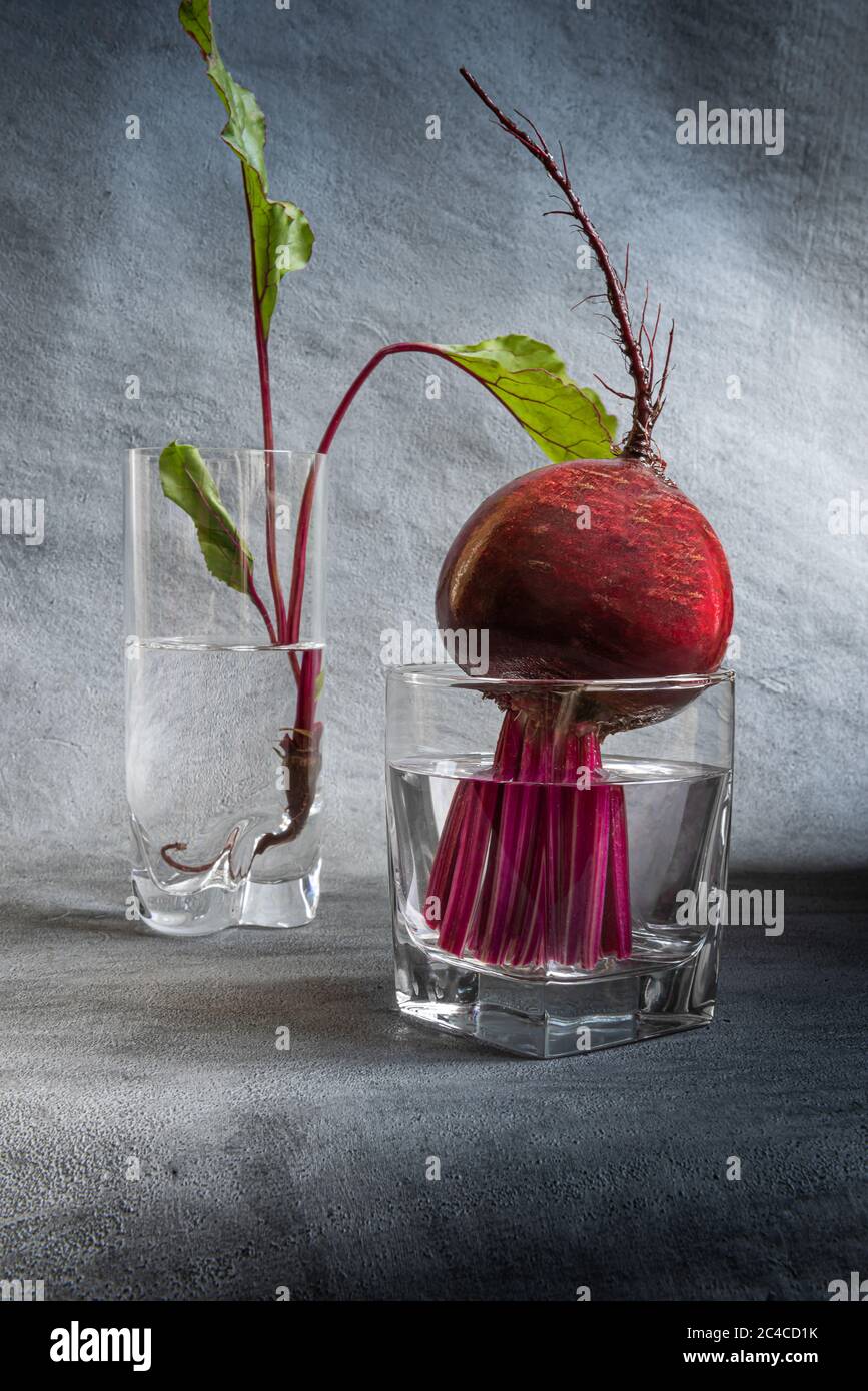 Nahaufnahme von frischen, leuchtend roten Rote Bete- und Rote Bete-Blättern in zwei mit sauberem Wasser gefüllten Gläsern. Vertikaler strukturierter grauer Hintergrund mit Kopierbereich. H Stockfoto