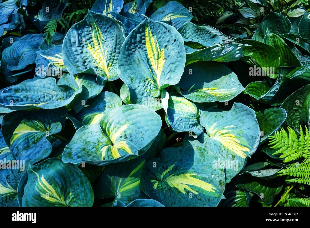 Hosta „große Erwartungen“ frische neue Blätter Plantain Lily, Pflanzen, Szene, Saison Stockfoto