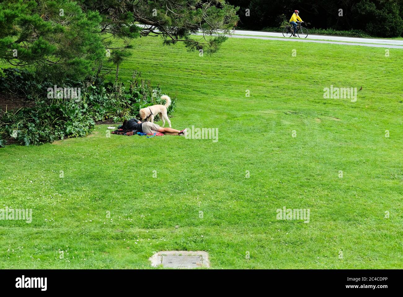 Mann legt sich auf Gras, während der Hund auf ihn schaut, um Aufmerksamkeit zu suchen; ignoriert Ihren Hund; Golden Gate Park, San Francisco, Kalifornien. Stockfoto