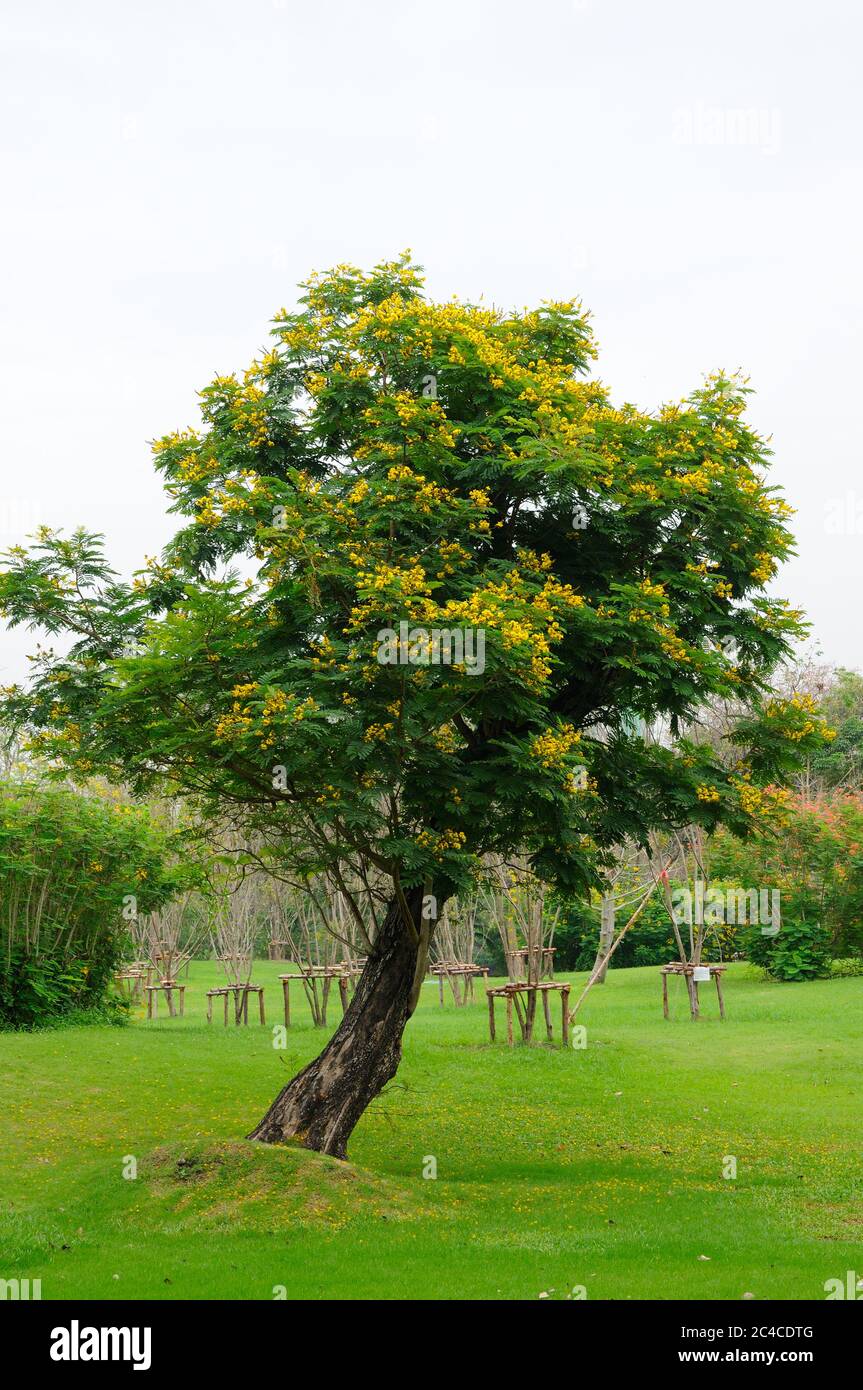 Ein Baum mit gelben Blumen Stockfoto