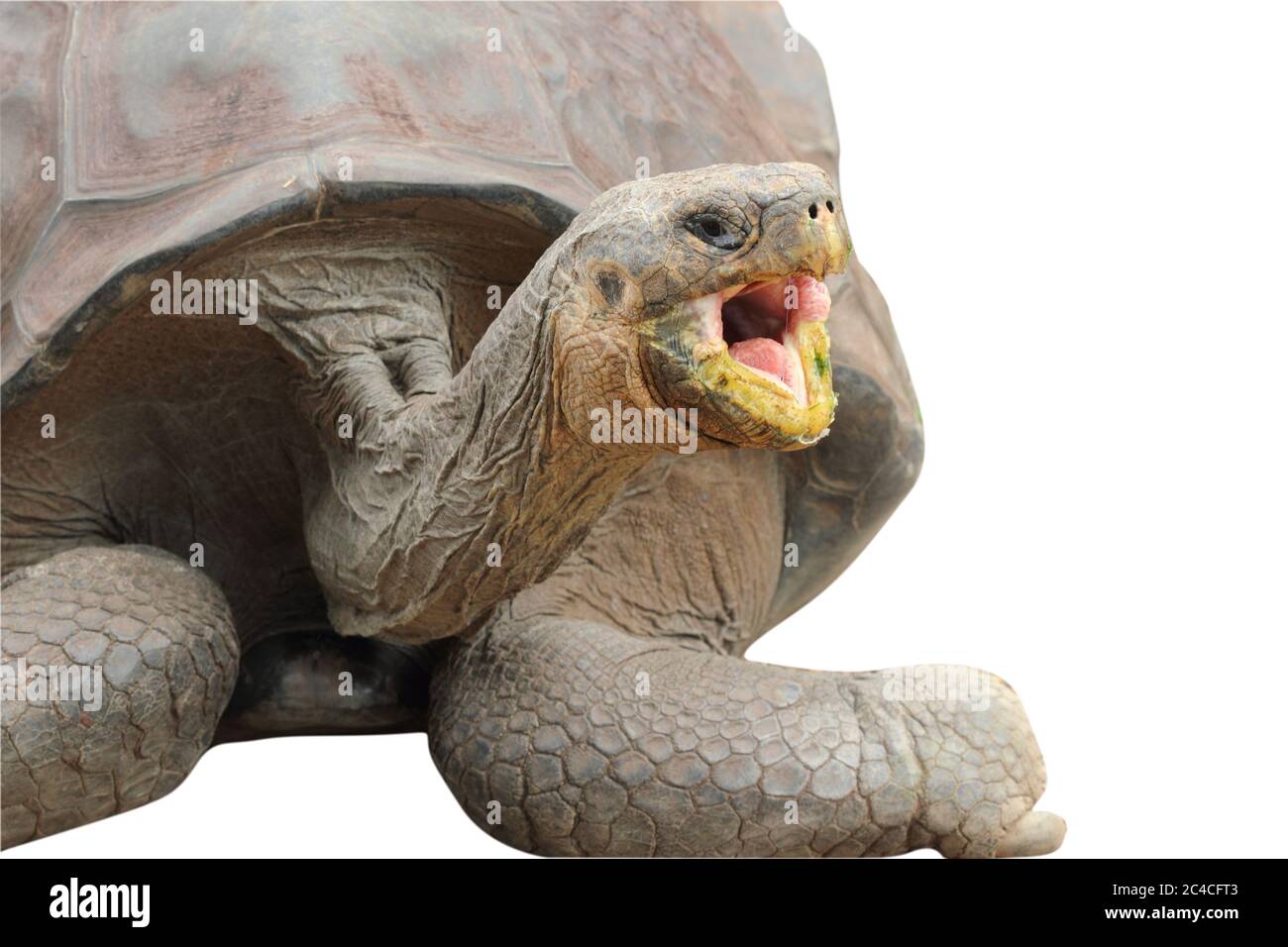 Riesige Galapagos Schildkröte (Chelonoidis nigra) mit weit geöffnetem Mund. Stockfoto