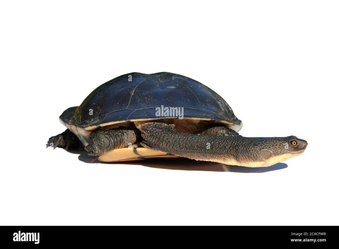 Östliche Langhalsschildkröte (Chelodina longicollis) in Muschel. Isoliert auf weißem Hintergrund. Stockfoto