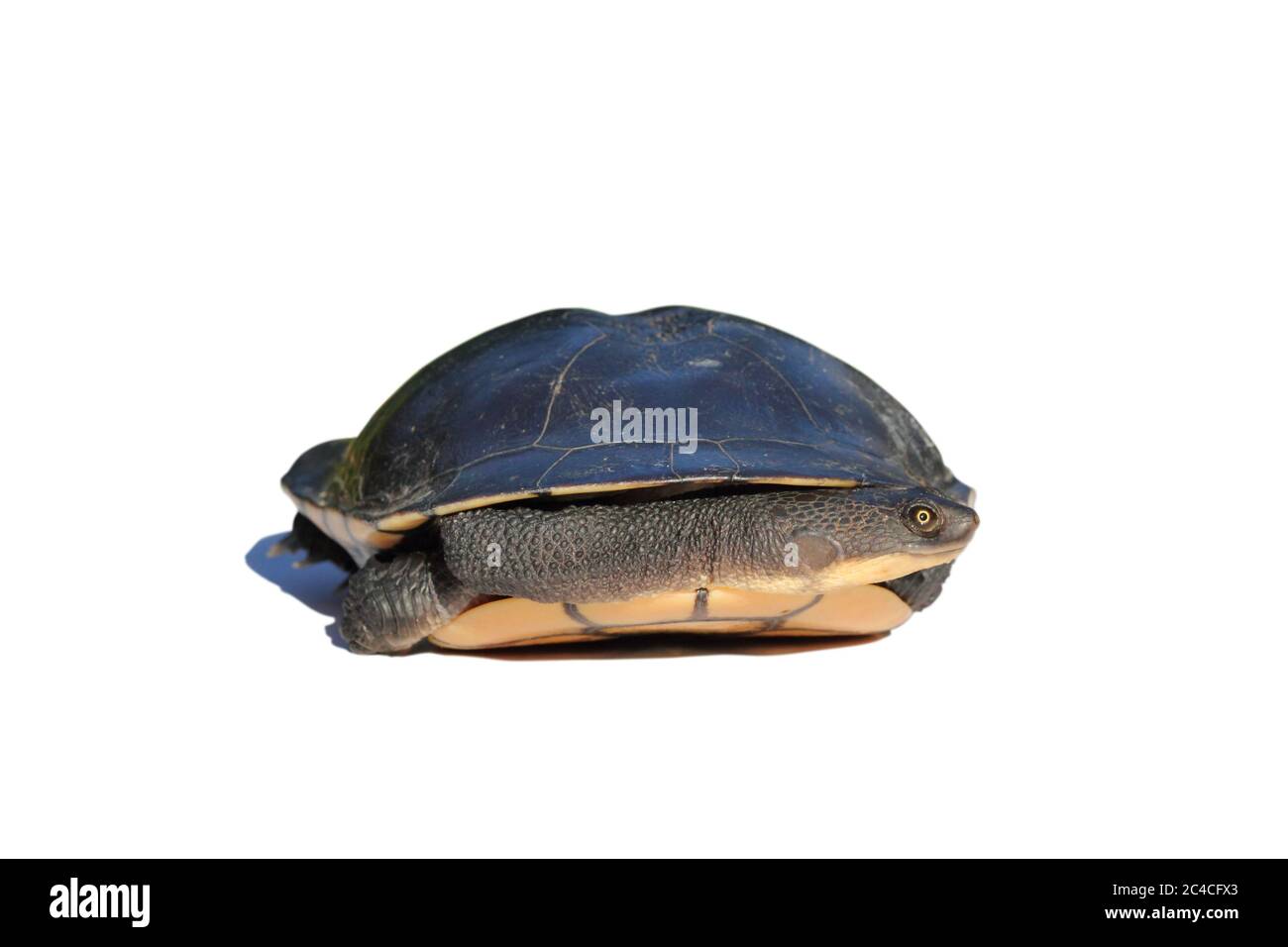 Östliche Langhalsschildkröte (Chelodina longicollis) in Muschel. Isoliert auf weißem Hintergrund. Stockfoto