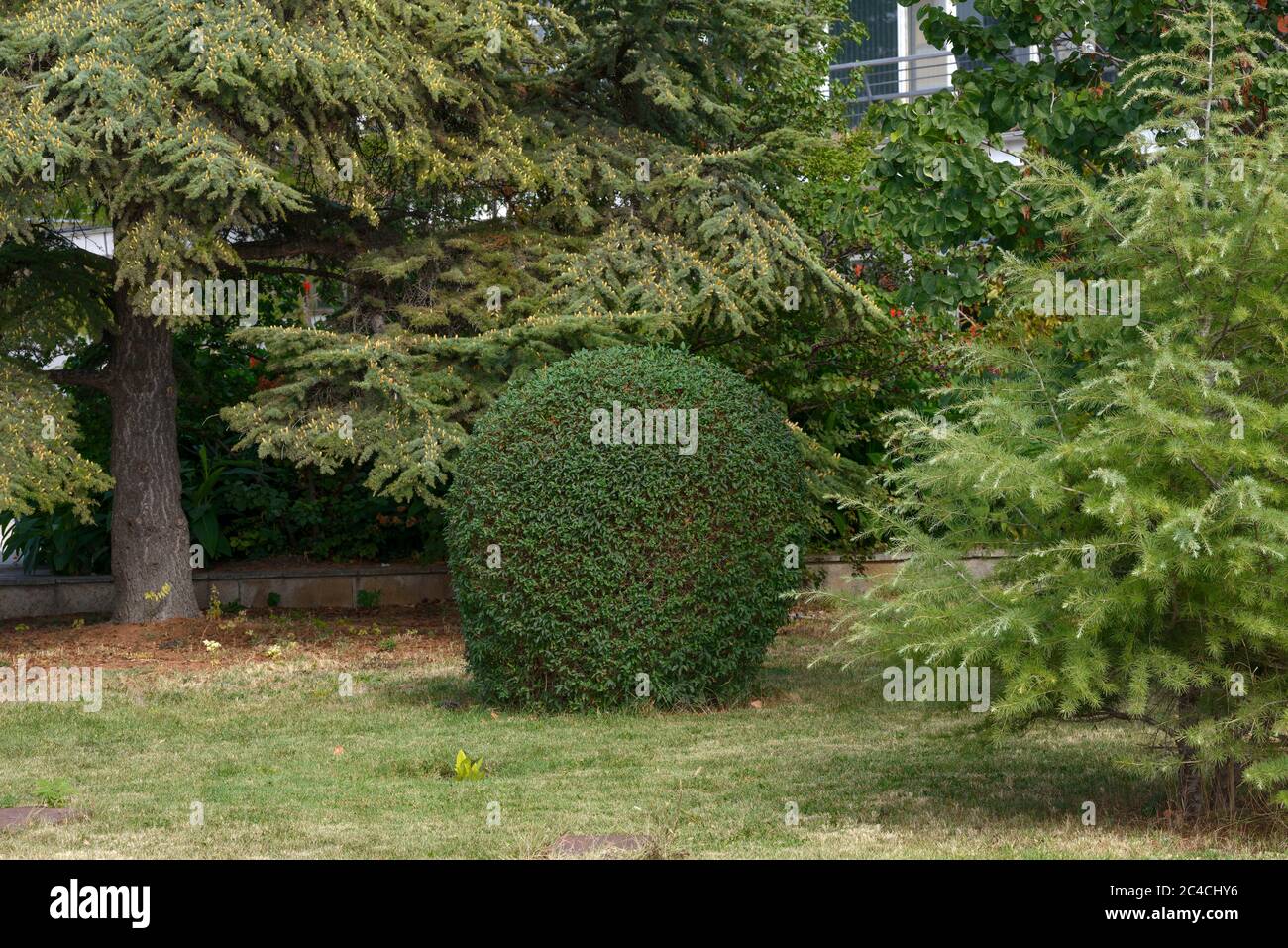 Als Ball getrimmt Laurus Busch zwischen Zeder und Fir Bäume im Herbstgarten. Stockfoto