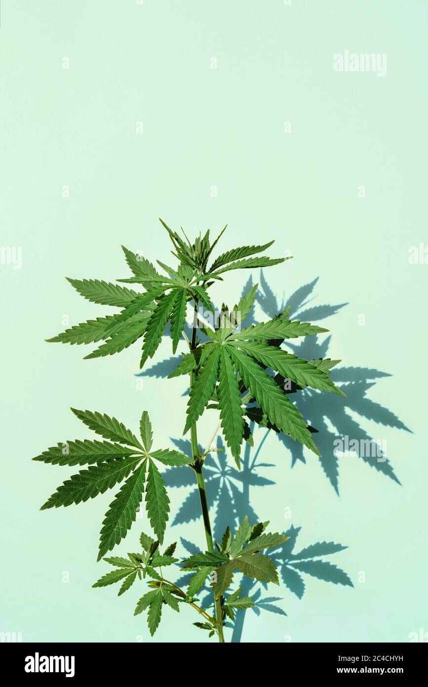 Schöne grüne Marihuana-Pflanze, Hanfblätter auf blauem Hintergrund. Cannabis Stockfoto