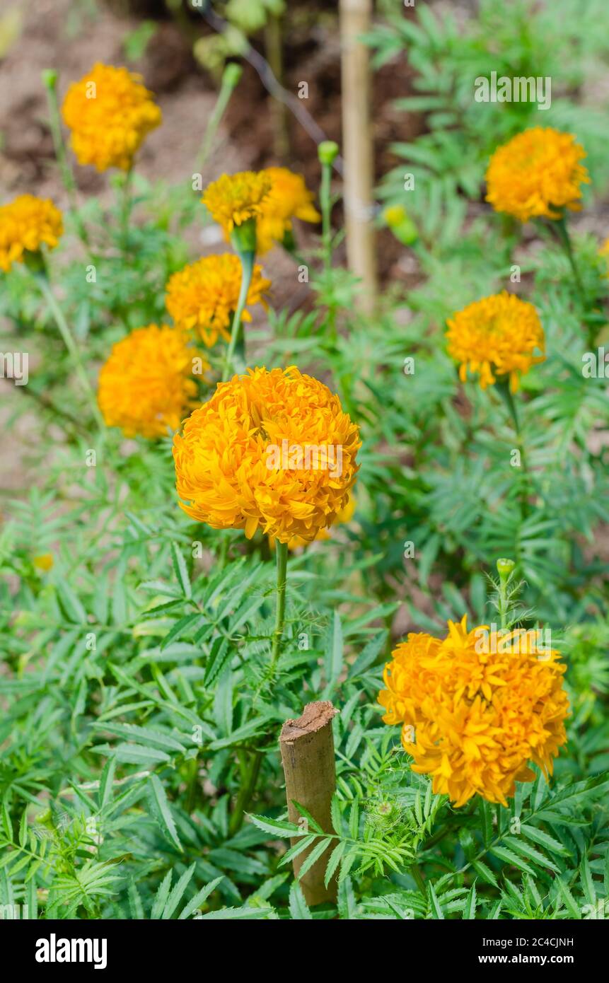 Ringelblume (botanischer Name ist Tagesetes Erecta) ist Blüte in Natural Botanical Garden. Stockfoto