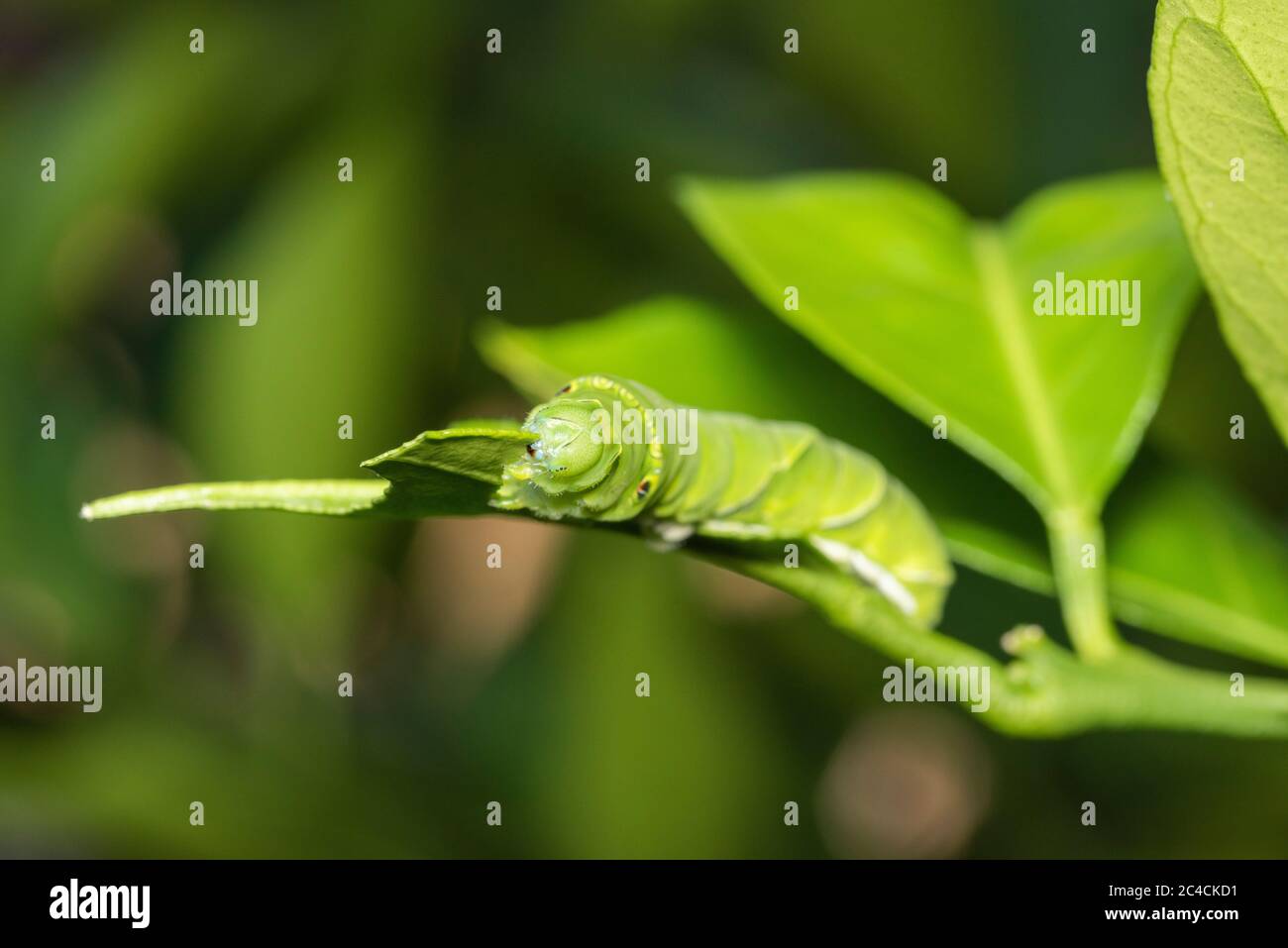 Larve des asiatischen Schwalbenschwanzes (Papilio xuthus), der das Blatt des Mikan-Orangenbaums frisst, Isehara-Stadt, Kanagawa-Präfektur, Japan Stockfoto