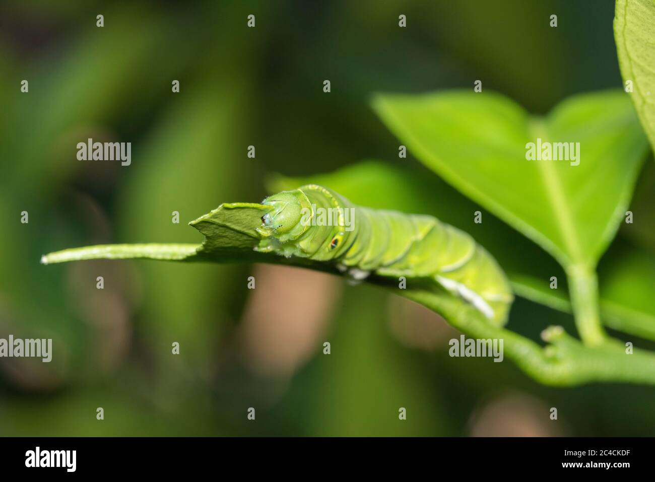Larve des asiatischen Schwalbenschwanzes (Papilio xuthus), der das Blatt des Mikan-Orangenbaums frisst, Isehara-Stadt, Kanagawa-Präfektur, Japan Stockfoto