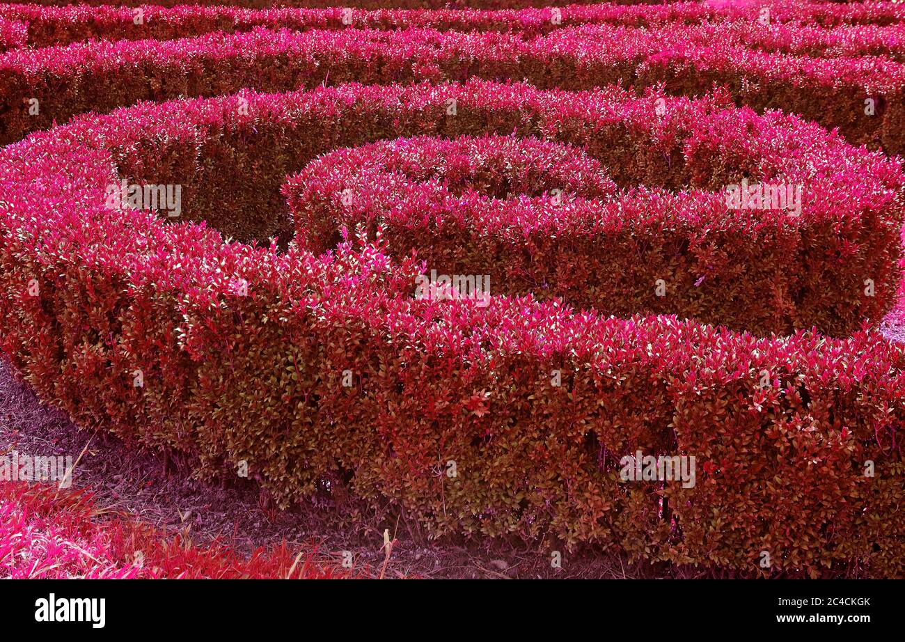Pop Art Style Magenta farbige Ornamental Spirale Form getrimmt Sträucher im Garten Stockfoto