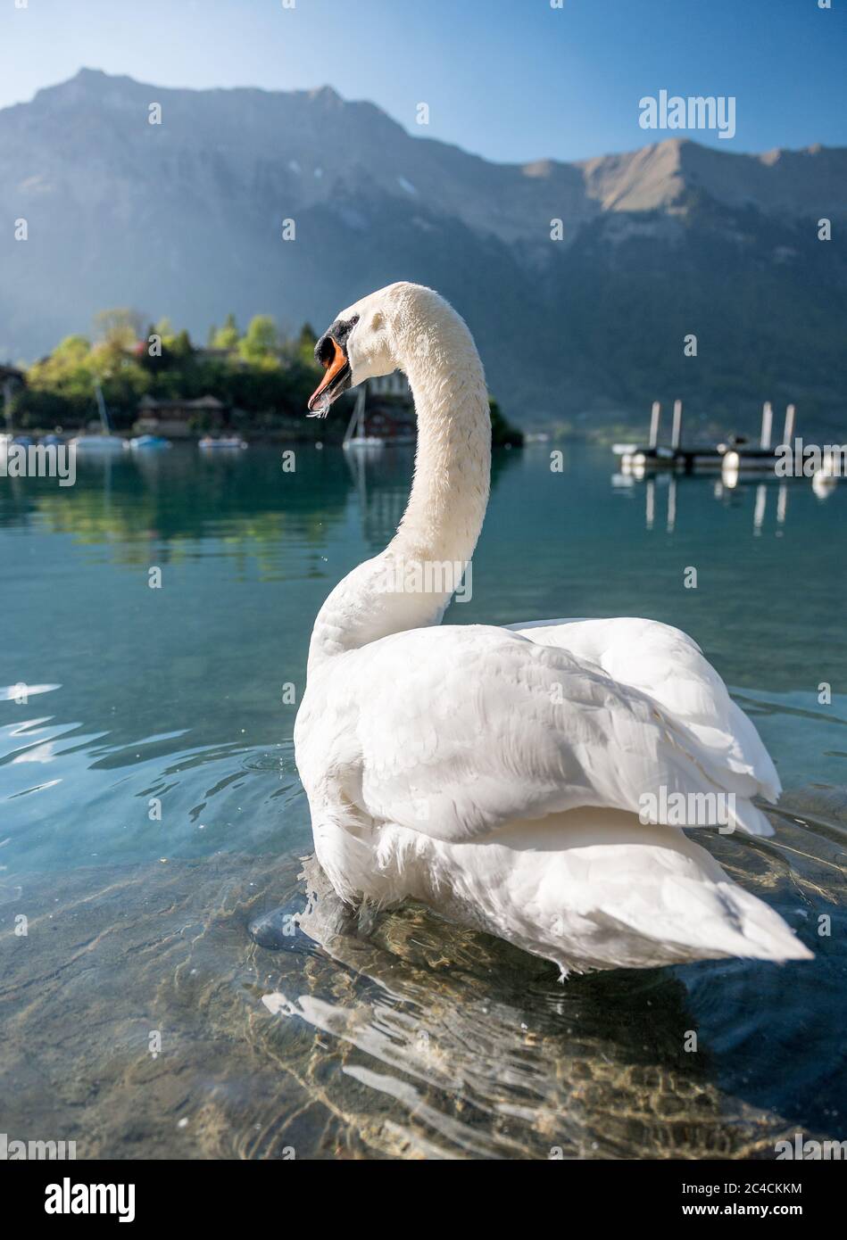 Schwan putzt seine Federn im Brienzersee vor Schloss Seeburg, Iseltwald Stockfoto