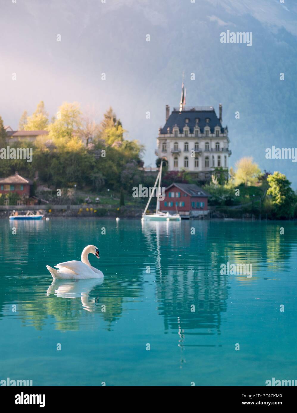 Schwanenschwimmen im Brienzersee vor Schloss Seeburg, Iseltwald Stockfoto