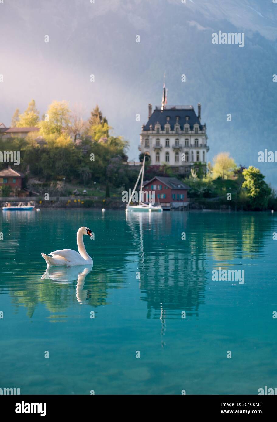 Schwanenschwimmen im Brienzersee vor Schloss Seeburg, Iseltwald Stockfoto