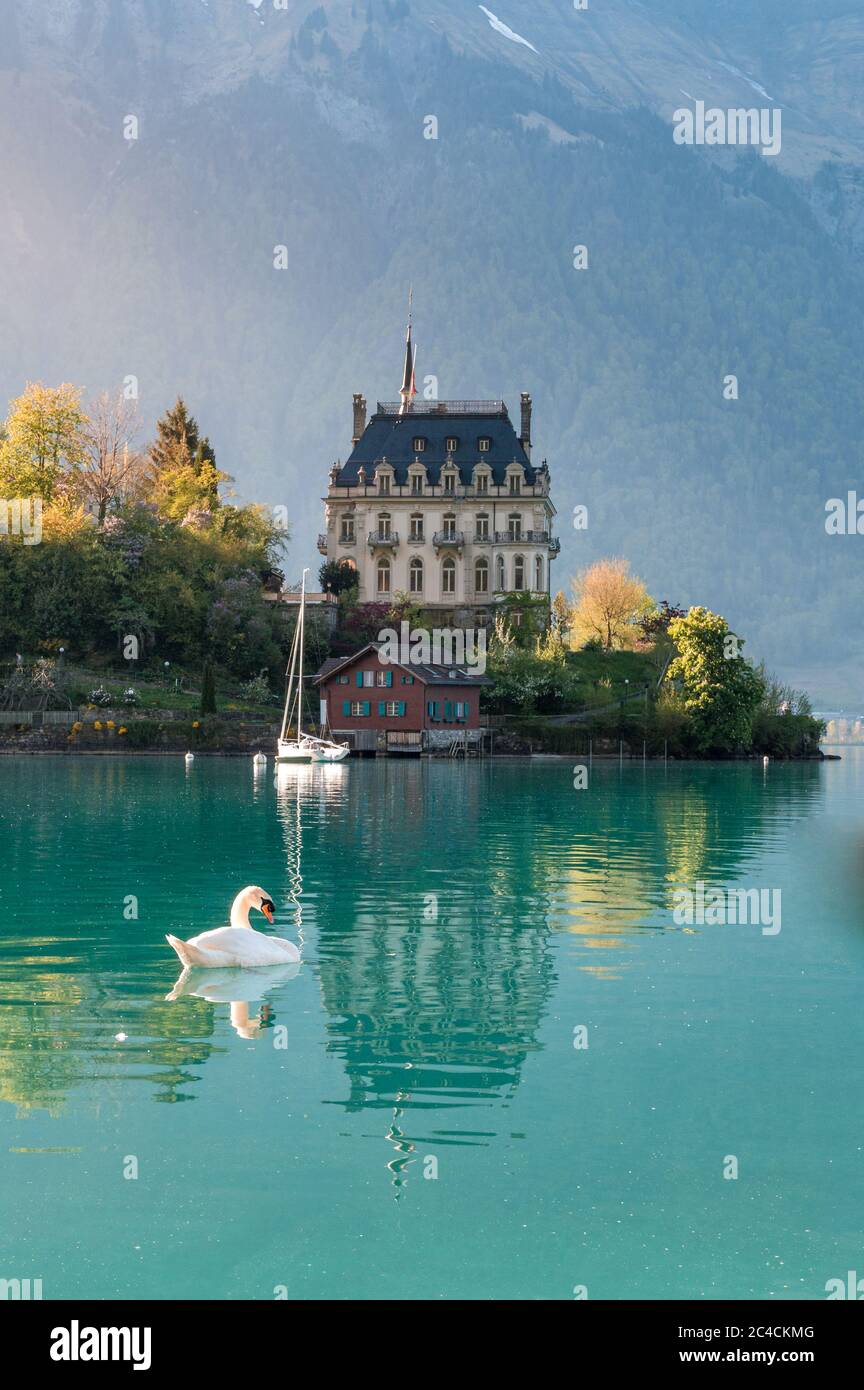 Schwanenschwimmen im Brienzersee vor Schloss Seeburg, Iseltwald Stockfoto