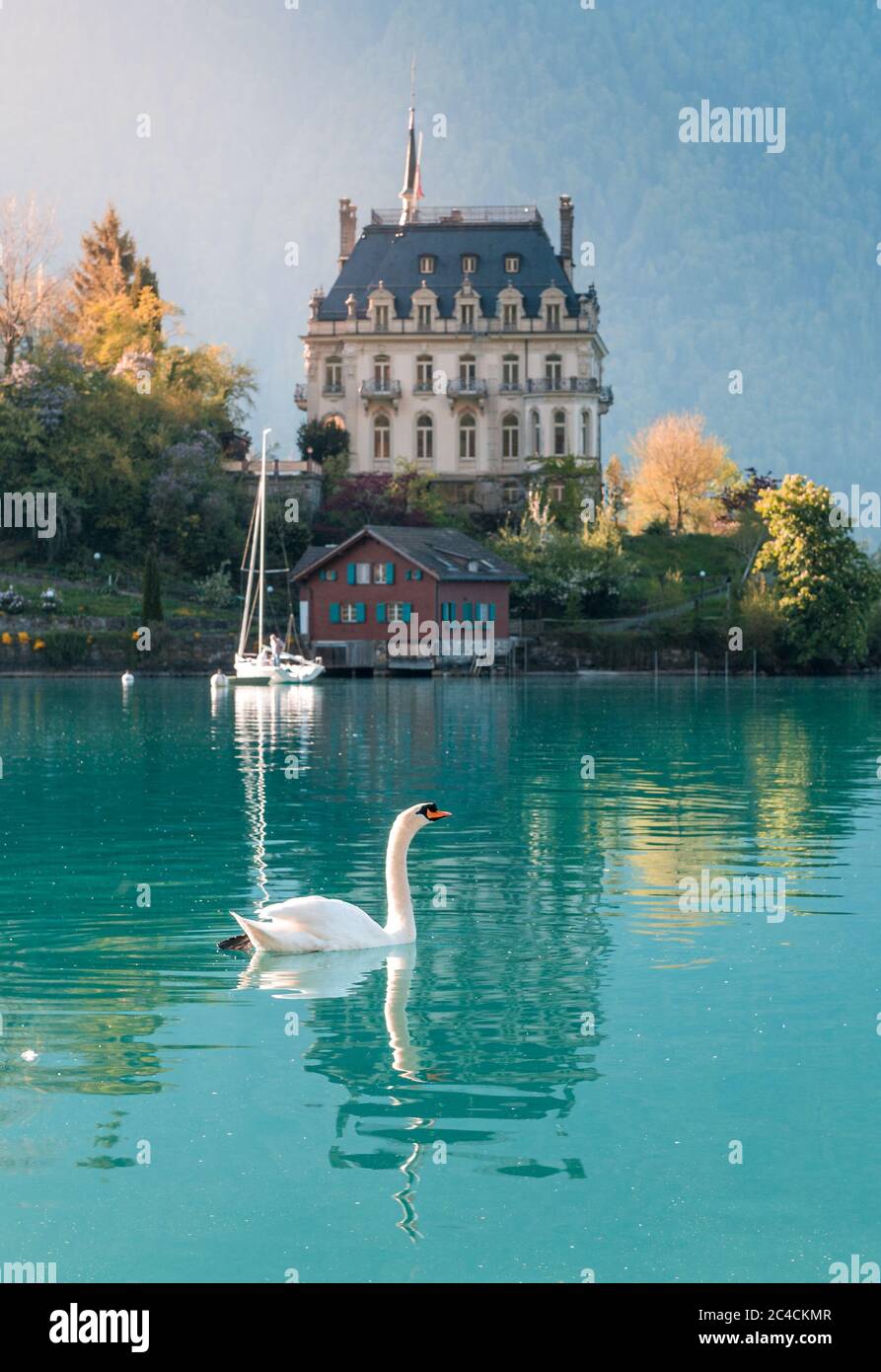 Schwanenschwimmen im Brienzersee vor Schloss Seeburg, Iseltwald Stockfoto