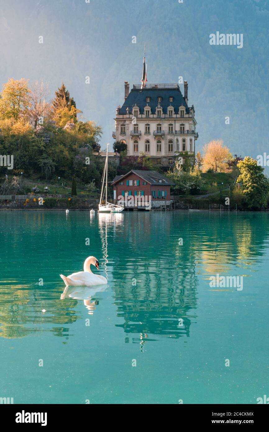 Schwanenschwimmen im Brienzersee vor Schloss Seeburg, Iseltwald Stockfoto